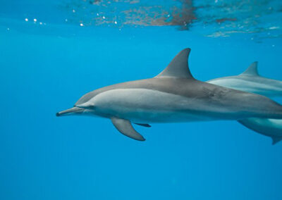 Observations des dauphins - Sea Serenity Mauritius