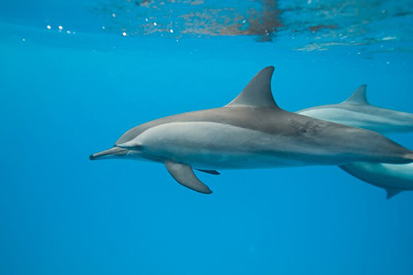 Observations des dauphins - Sea Serenity Mauritius